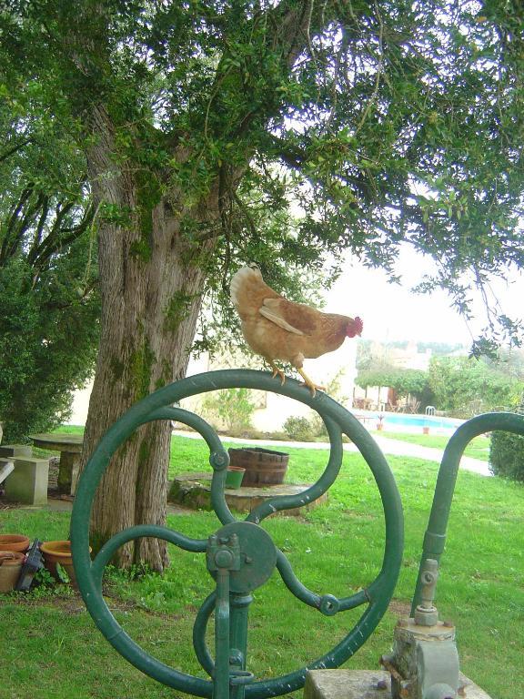 Quinta Do Scoto Bed & Breakfast Rinchoa Bagian luar foto